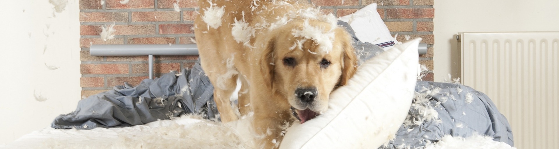 Aansprakelijkheid hond maakt bed kapot